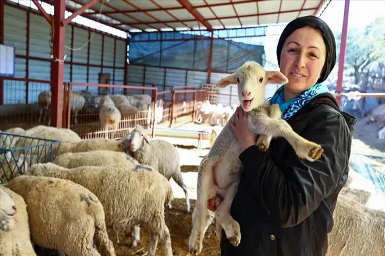 Devlet desteğiyle çiftlik kuran kadın, koyunlarının sayısını arttırdı