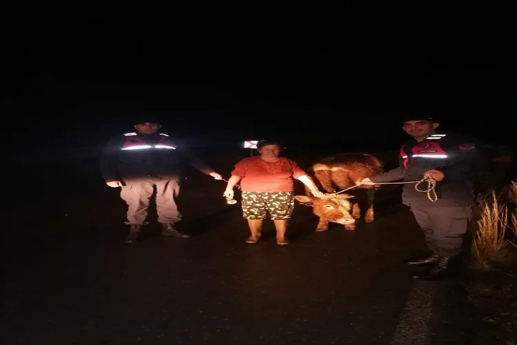Döşemealtı'da ahırdan kaçan ineği jandarma ekipleri buldu