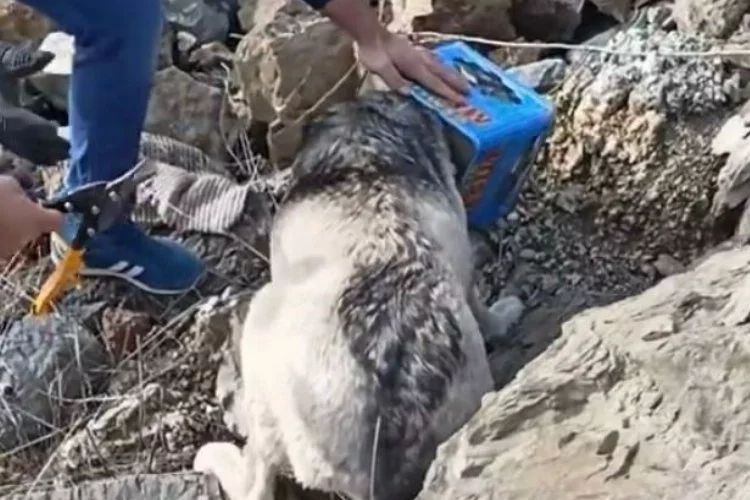 Elazığ'da tenekeye sıkışan köpek, itfaiye ekipleri tarafından kurtarıldı