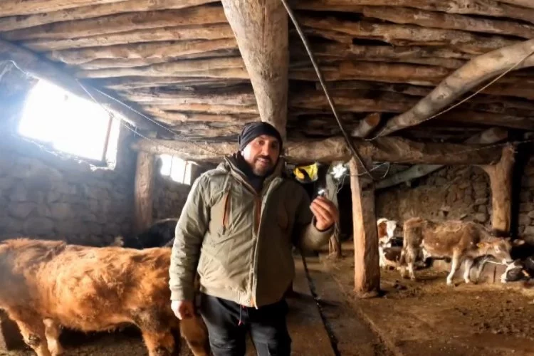 Erzincan'da inekler "Dilber" şarkısıyla daha fazla süt veriyor