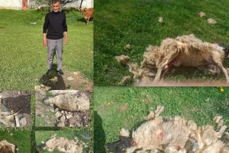 Erzincan'da sokak köpeklerinin saldırısında 7 koyun telef oldu