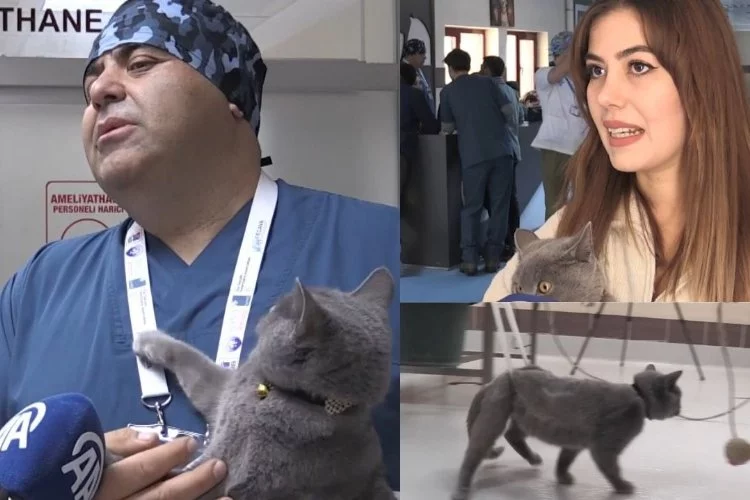 Erzurum'da 4. kattan düşmesi sonucu yürüme yetisini kaybeden "Dino" isimli kedi, artık yürüyebiliyor