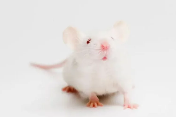 Genç farelerin kanı yaşlı farelerin ömrünü uzatıyor