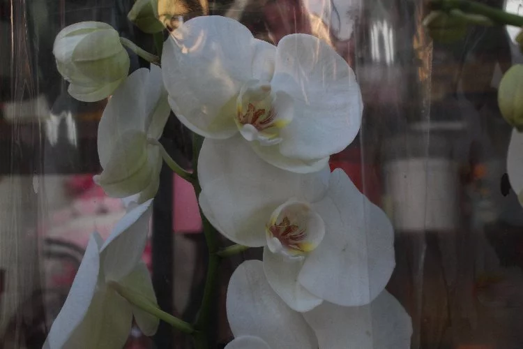 Güzelliğiyle kendine hayran bırakan çiçek: Orkide