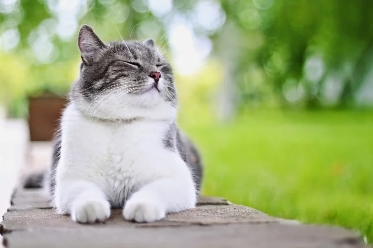Uzmanlar, Kedilerin Neden Sürekli Islak Olduğunu Açıkladı: Şaşırtıcı Gerçekler Ortaya Çıktı!