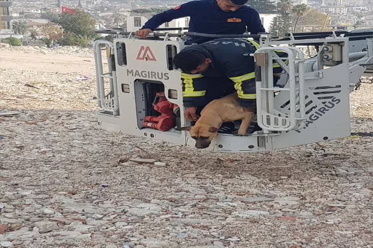 Hatay'da ağır hasarlı binada mahsur kalan köpeği itfaiyeciler kurtardı