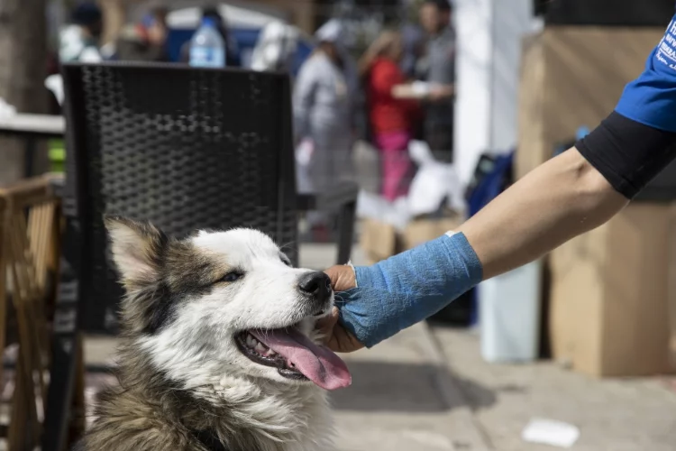 Hatay'da "Aleks" isimli köpek depremin 22. gününde enkazdan canlı kurtarıldı