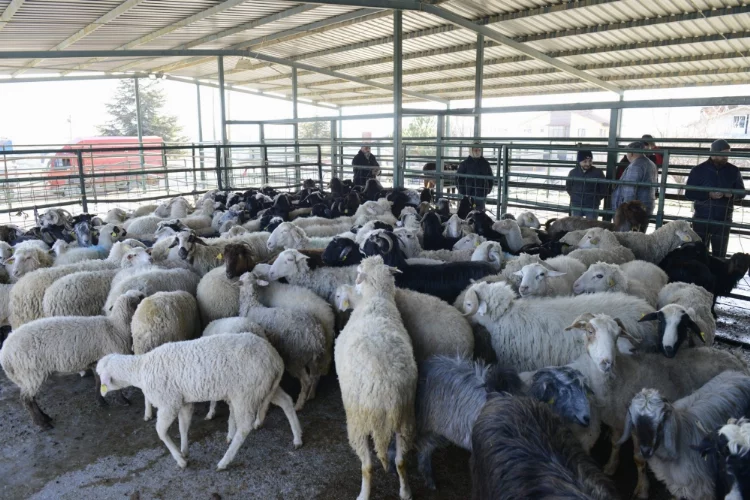 Isparta'da çobanların bağış olarak topladığı 173 hayvan depremzedeler için kesildi