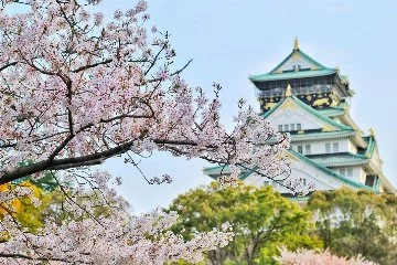 Japonya Sakura Festivali ne zaman? Sakura ne demek?