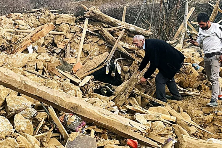 Kahramanmaraş'ta depremden 637 saat sonra enkazdan 2 keçi canlı çıkarıldı