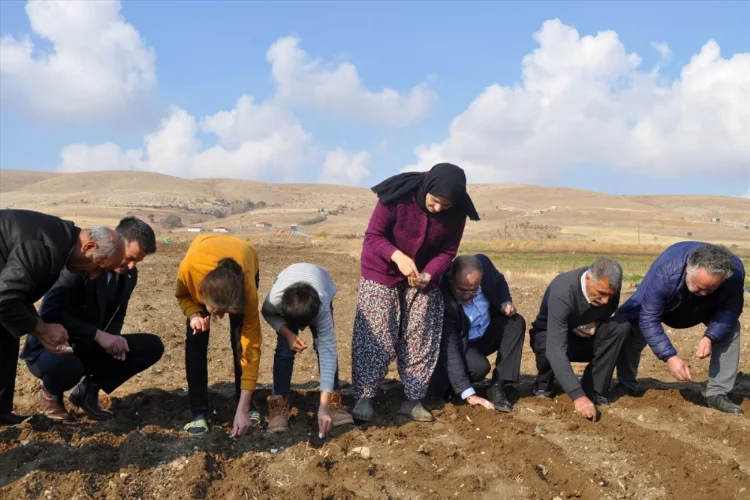 Kahramanmaraş'ta tescilli Koçovası Sarımsağı tohumları toprakla buluşturuldu