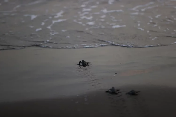Kaplumbağaların yumurta bıraktığı Adana'daki kumsalda 353 yuvadan yavru çıkışları sürüyor