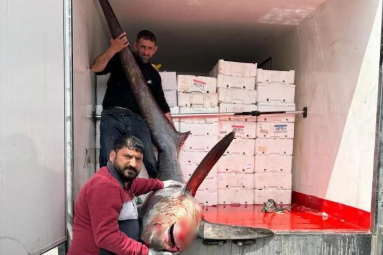 Karataş'da 200 kiloluk köpek balığı balıkçıların ağına takıldı