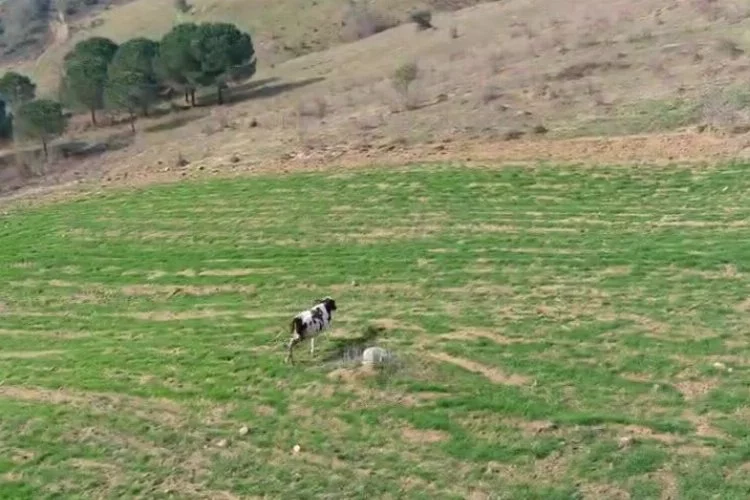 Kocaeli İzmit'te vatandaşın ineği drone ile kovaladı