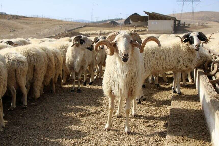 Koyun sürüsü durmadan döndü, Çin’deki görüntüler akıllara geldi2
