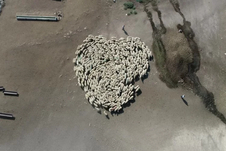Koyun sürüsü durmadan döndü, Çin’deki görüntüler akıllara geldi