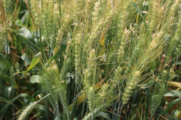 Kozan'da 100 bin ton buğday rekoltesi bekleniyor