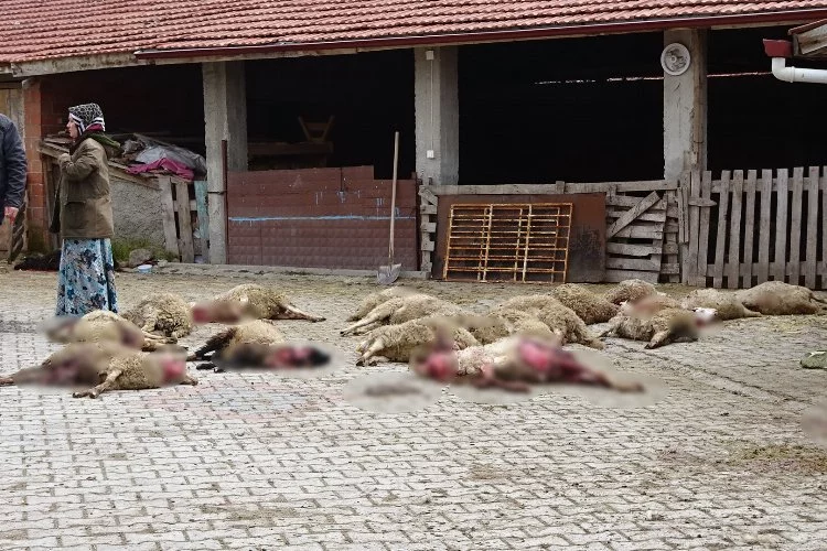 Kütahya'da ahıra giren sokak köpekleri 22 koyunu telef etti