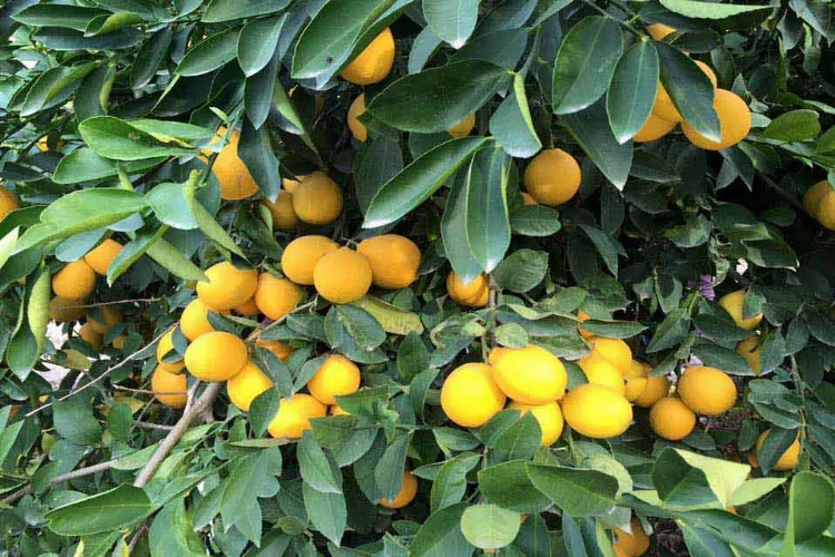 Çukurovalı limon üreticileri fiyat desteği istiyor
