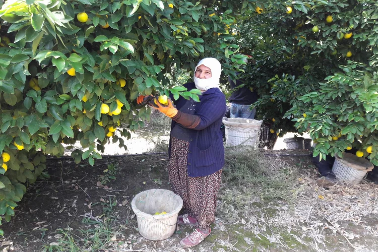 Limon fiyatları Adana'da üreticileri üzdü