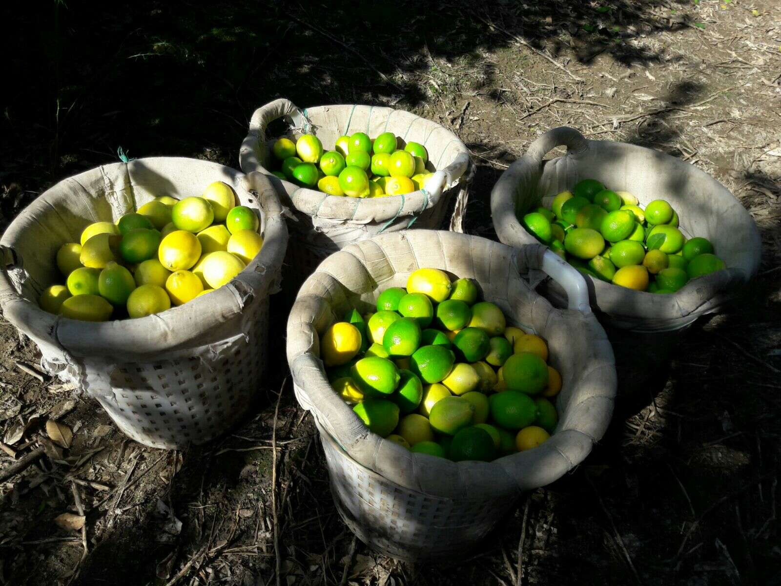 Limon üretimi