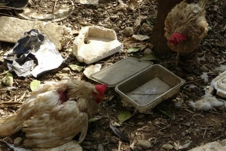 Manavgat'ta başıboş köpeklerin saldırısında 8 tavuk telef oldu