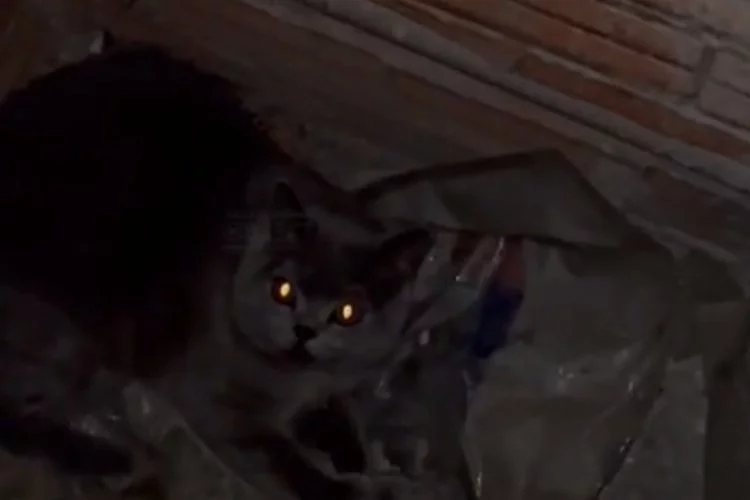 Mersin'de havalandırma boşluğuna düşen kedi itfaiye ekipleri tarafından kurtarıldı