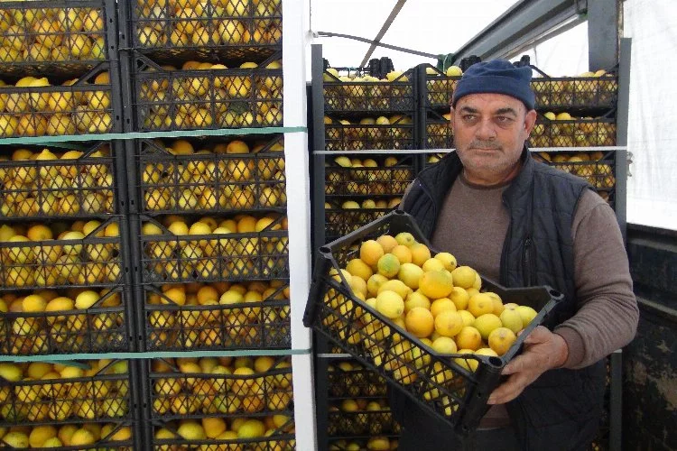 Mersin'den Aksaray'a 20 Ton Limon Ücretsiz Dağıtılıyor