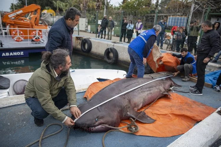 Mersin'in Akdeniz ilçesinde köpek balığı kıyıya vurdu