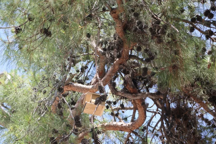 Mersin'de çam ağaçlarına 500 kuş yuvası asıldı