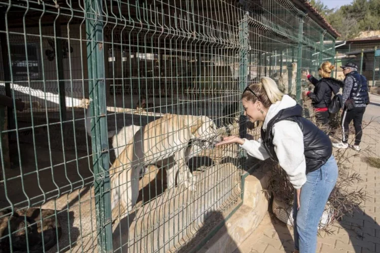 Mersin'de hayvanseverler, barınaktaki "can dost"larını besledi