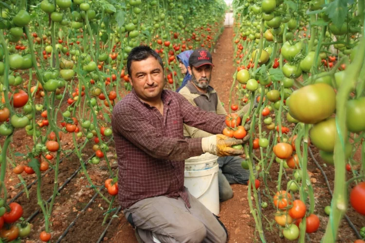 Mersin'in güz domatesi Katar'a ihraç ediliyor