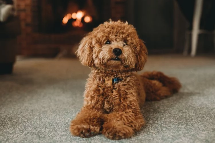 Minyatür Poodle Köpek Irkı Hakkında Merak Edilenler