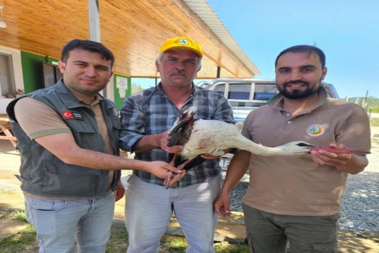 Ormanda yaralı halde bulunan leylek koruma altına alındı