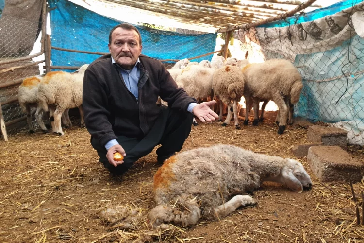 Osmaniye'de 35 koyun ve 20 kaz ve tavuk telef edildi