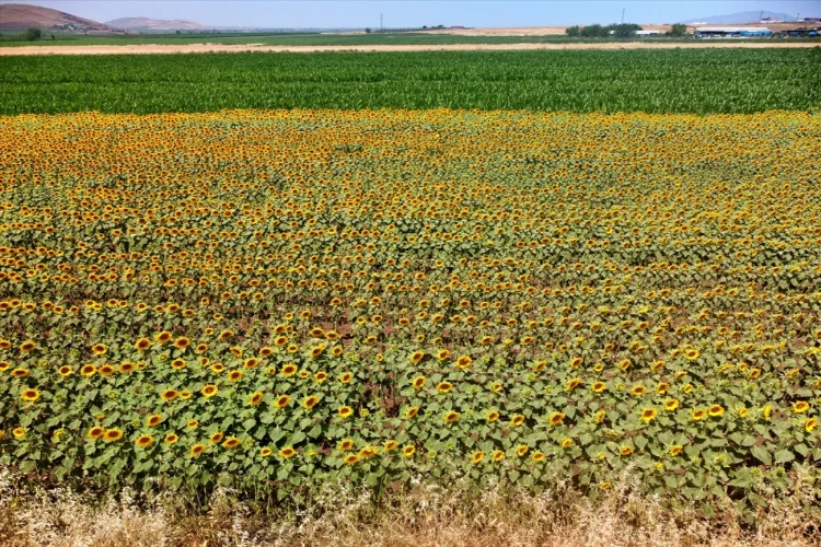 Osmaniye'de ayçiçeği ekim alanı genişliyor