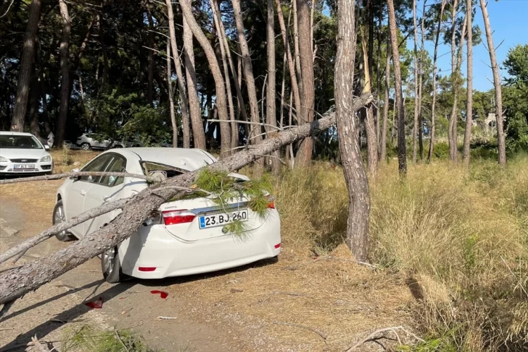 Phaselis Antik Kenti'nde devrilen ağaç otomobilde hasara neden oldu