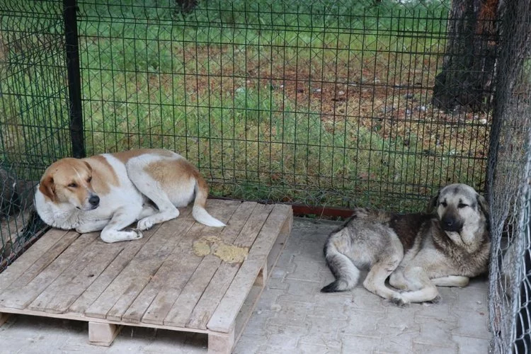 Pozantı'da 1.000 köpek kısırlaştırma projesi başladı