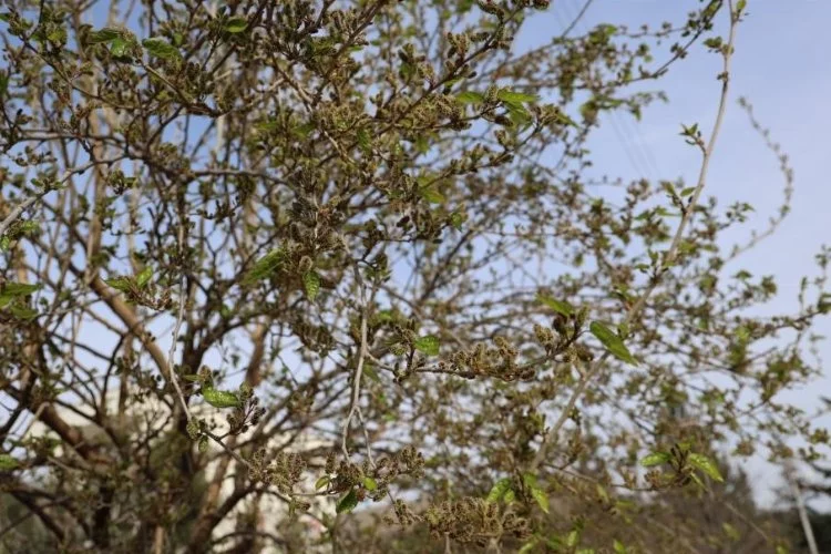 Prof. Dr. Mesut Başıbüyük, ağaçların erken yeşermesi iklim krizinin bir sonucu olabilir