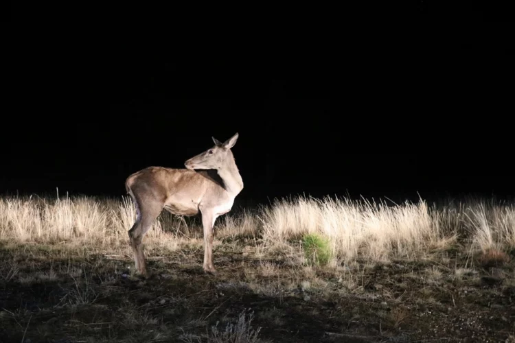 Salda Gölü çevresindeki ormana 6 kızıl geyik daha bırakıldı