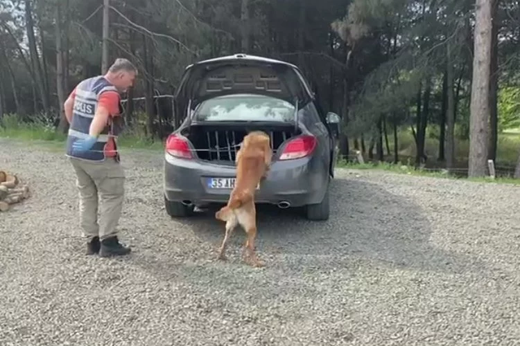 Samsun'da narkotik dedektör köpeği yasaklı madde buldu