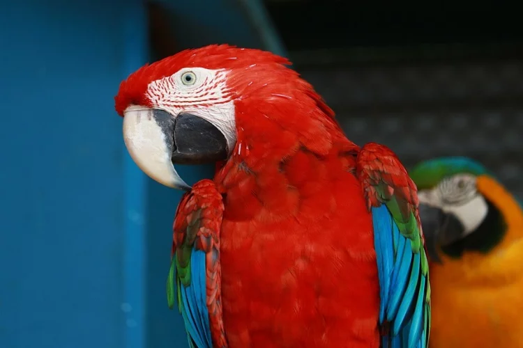 Macaw papağanının nesli tehlikede