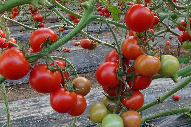 Silifke'de domates hasadı başladı kilosu 24 liradan alıcı buluyor