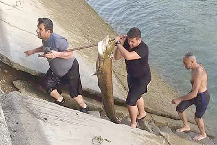 Sulama kanalında dev yayın balığı yakalandı