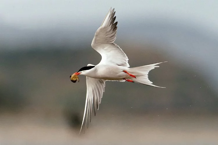Tarım ilaçları, göçmen kuşların ana besin kaynağı böcekleri yok ediyor
