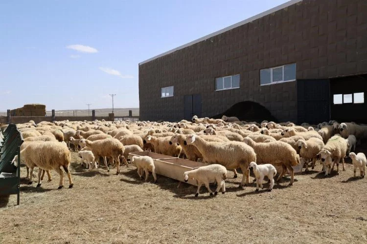 Tarımın kalbi Sivas'ta çalıştırılacak çoban bulunamıyor
