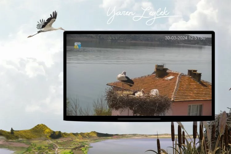 Türkiye'nin meşhur leyleği Yaren'i canlı web kamerasından izleyin