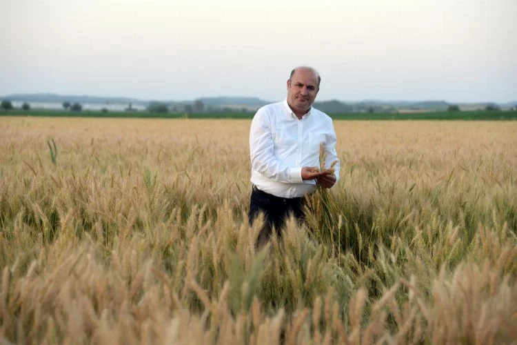 Üreticiler, buğday alım fiyatının 15 liranın üzerinde olmasını istiyor