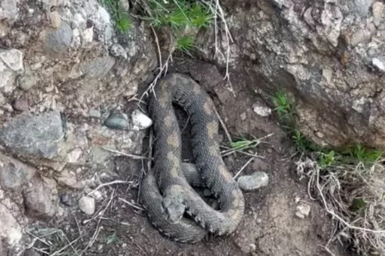 Yüksekova’da engerek yılanı görüntülendi