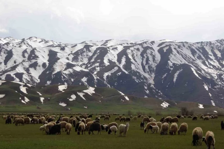 Yüksekova’da koyunlar meraya çıkmaya başladı